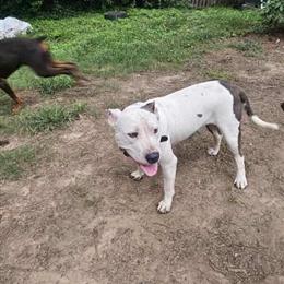 Male Pitbull Needs a Forever Home in Charlotte, nc
