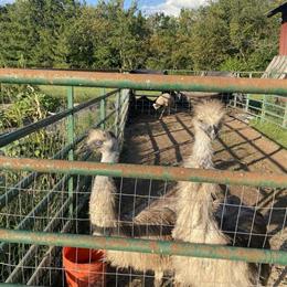 Blonde and white emus for sale in Eagleville, pa