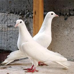 Baku Pigeons for Sale - Rare High-Flying Breeders in Sacramento, ca