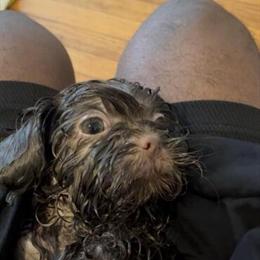 Shih Tzu Mix Puppy Ready for a New Home in Detroit, mi