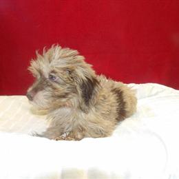 Meet COLOR, the Beautiful Female Aussiepoo Ready for a Loving Home in Paterson, nj