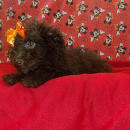 Meet Chocolate, the Adorable Female Aussi-Poo Ready for a Forever Home! in Paterson, nj