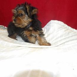 Yorkshire Terrier Zeus - August Special in Paterson, nj