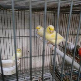 Yellow Canaries for Sale at $100 Each in Cliffside Park, nj