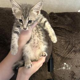 Free playful kittens born on July 6th in Springfield, oh