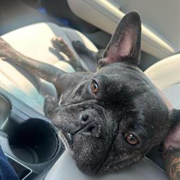 Handsome Male French Bulldog Looking for Forever Home in Peoria, az