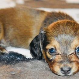 Dachshund - Shaded Red Female Miniature Puppy Ready September 17th in Fort Worth, tx