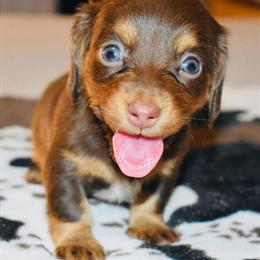 Mini Dachshund - Nova, Chocolate & Tan Female, Ready September 17th in Fort Worth, tx