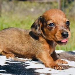 Dachshund Puppy Nash - Red Dapple Miniature Ready September 17th in Fort Worth, tx