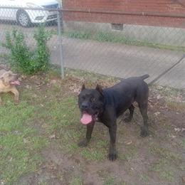 Cane Corso Puppies Available in Memphis, tn