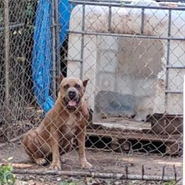 Cane Corso Females Available for Rehoming in Memphis, tn