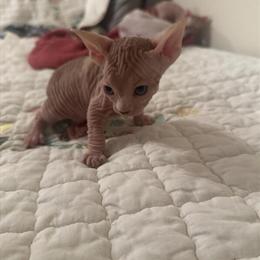 Sphynx Kittens Ready for New Homes in Tucker, ga