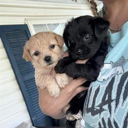 Yorkipoo Puppies Ready for Forever Homes in Monticello, ky