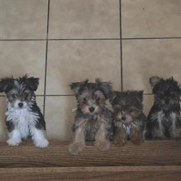 Yorkshire Terrier Puppies Available in Phoenix, az