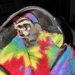 Male Sugar Glider Joey for Adoption in Lake Placid, fl