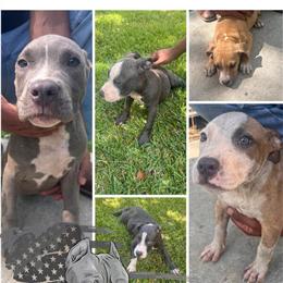 Bully Puppies Available in Elizabethtown, nc