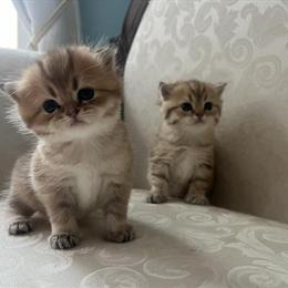 Scottish Fold Kittens Available for Rehoming in West Springfield, ma