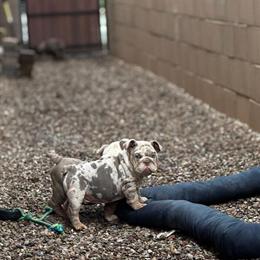 English Bulldog Puppies Available in Tucson, az