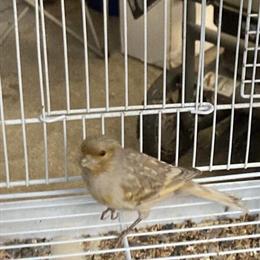 Canaries Available in Various Breeds and Colors in San Jose, ca