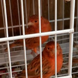 Canaries Available for Sale in San Jose, ca