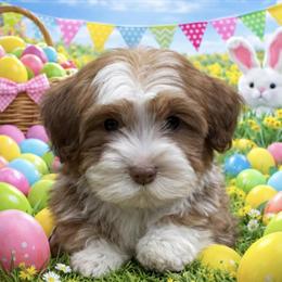 Havanese Puppies Available for Adoption in Howell, mi