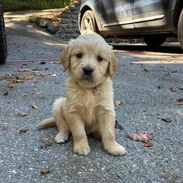 Golden Retriever Puppies Available in Traverse City, mi