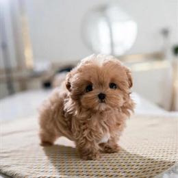 Tiny Maltipoo Puppies Available in Baton Rouge, la