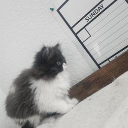 Persian Kittens Looking for Loving Homes in Las Vegas, nv