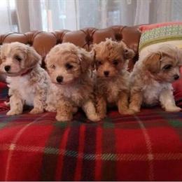 Maltipoo puppies available from healthy litter in Corona, ca