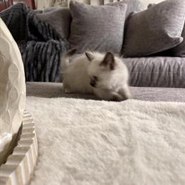 8 Week Old Female Ragdoll Kitten Ready for Adoption in Dearborn Heights, mi