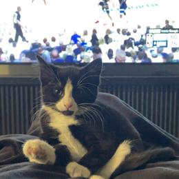 Cute Cat Looking for a New Home in Minneapolis, mn