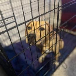 5 Month Old Female Puppy with Buckskin Coat in Acworth, ga