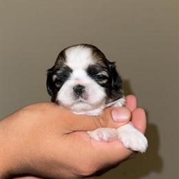 Shih Tzu Puppies Ready for New Homes in Winston-Salem, nc