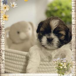 Female Shih Tzu Puppies Available in Winston-Salem, nc