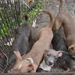 Pit Bull Puppies for Sale - 3 Months Old in Detroit, mi