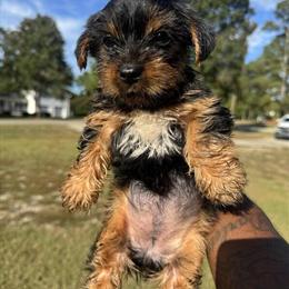 Yorkshire Terrier Pups Available in Laurinburg, nc