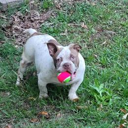 Merle puppies available: 1 male and 1 female at a great price! in Aiken, sc