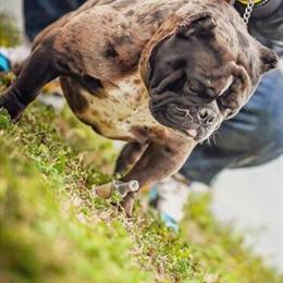 Bully Available for Stud - Unique Merle Color and Great Pedigree in Aiken, sc