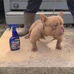 Micro Male Dog Available for Stud in Aiken, sc