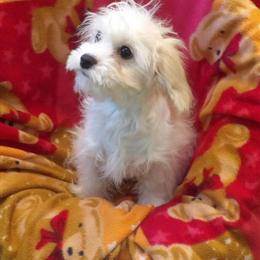 Cavachon Remy: Snowy-Soft and Affectionate in Paterson, nj