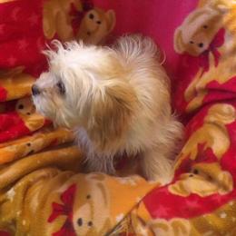 Cavachon Blossom - Sweet Female Companion Ready for Adoption in Paterson, nj