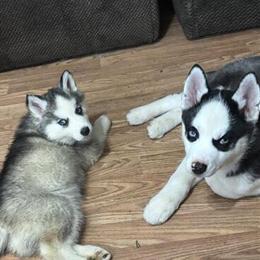 Siberian Husky Pups Available - Male and Female in Adrian, mi