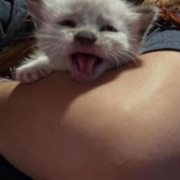 Siamese Kittens Ready for Adoption in Miami, fl