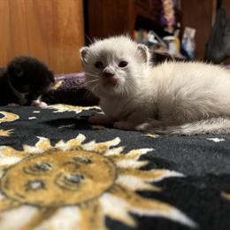 Siamese Kittens Ready for Adoption in Miami, fl