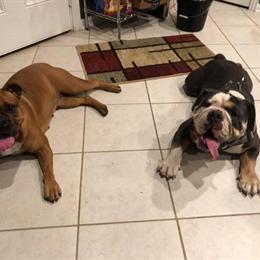 Re-home three female Olde English Bulldogges in Baytown, tx
