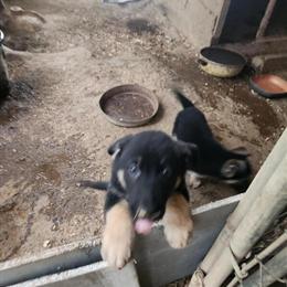 German Shepherd Puppies Available in Asheboro, nc