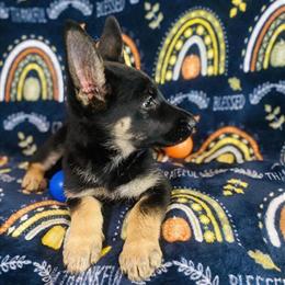 German Shepherd Puppies Ready for New Homes in Citrus Heights, ca