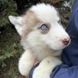 Siberian Husky Puppies with Blue Eyes Ready for New Homes in Adrian, mi