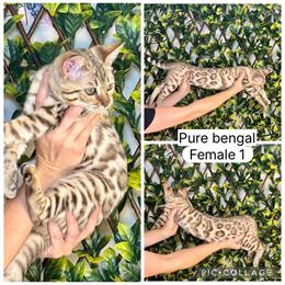 Bengal Kittens Available with Starter Kit in New Prague, mn