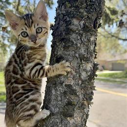 Bengal kittens available from TICA registered cattery in New Prague, mn